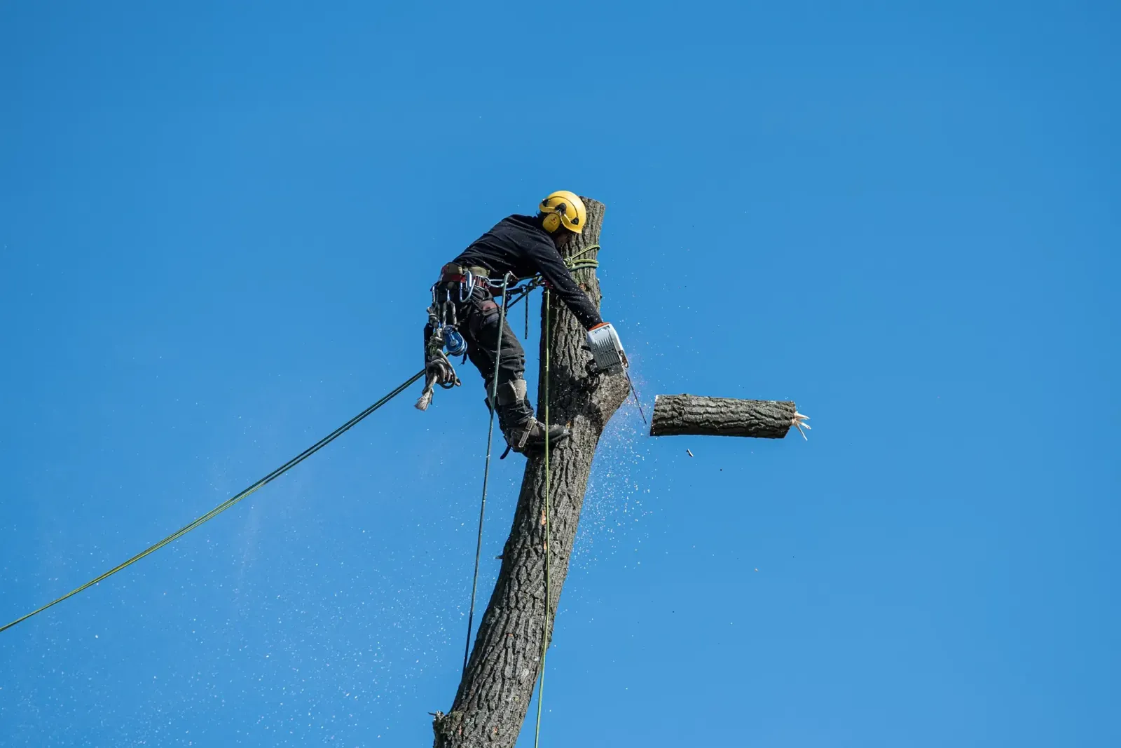 Tree worker in a harness sectioning a trunk high in a tree against a blue sky, lowering pieces by rope