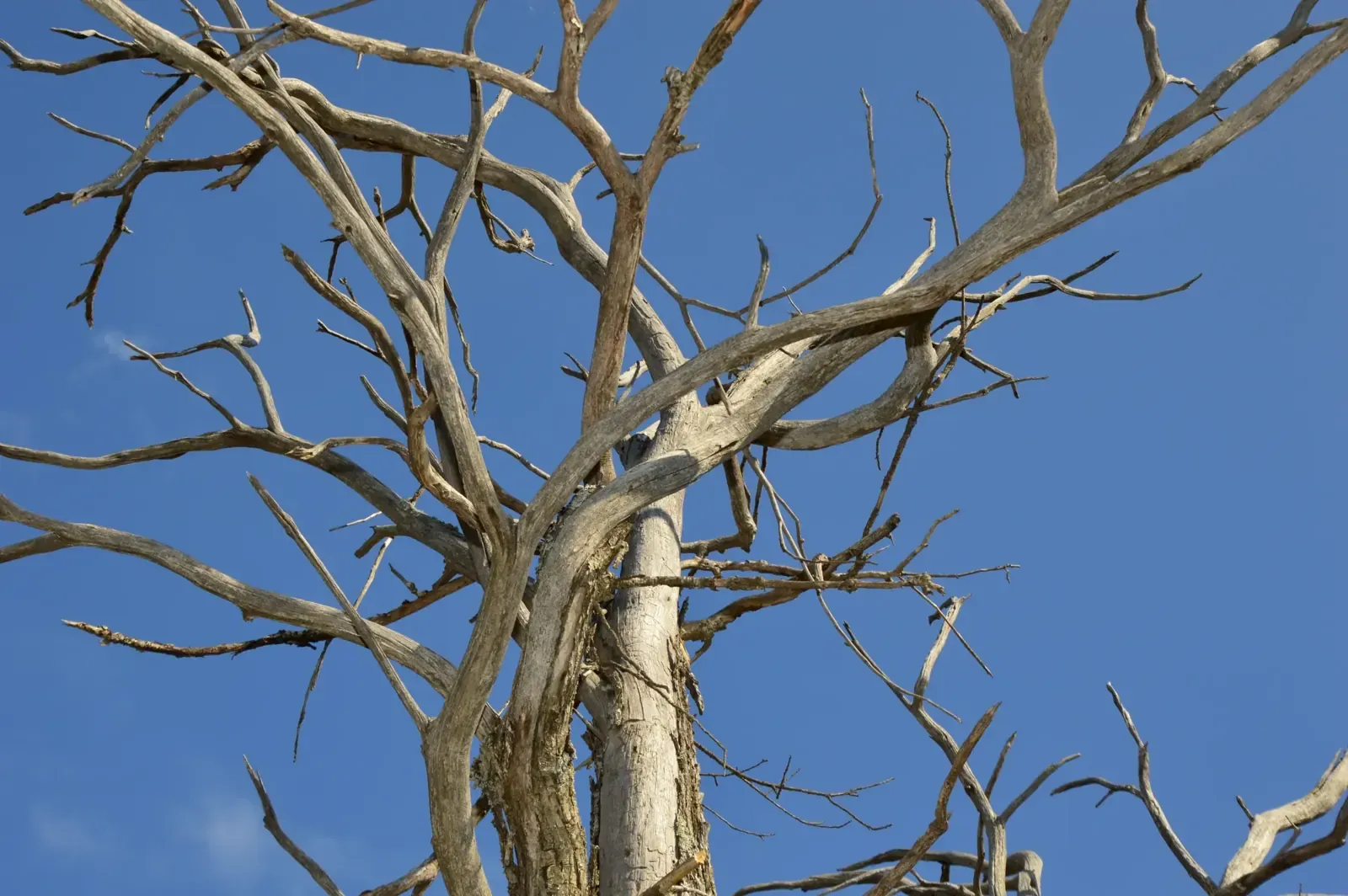 Dying tree with bare, leafless branches against a blue sky, its canopy mostly dead