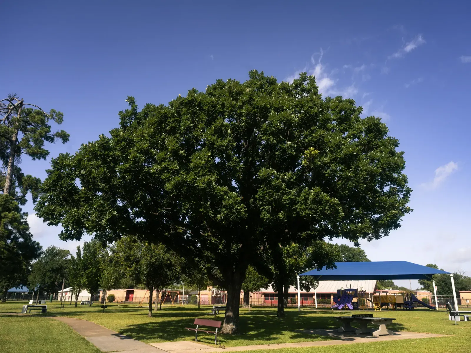 Mature oak tree with a full canopy in a grassy park under a clear blue sky — the kind of large native oak common on Redding properties