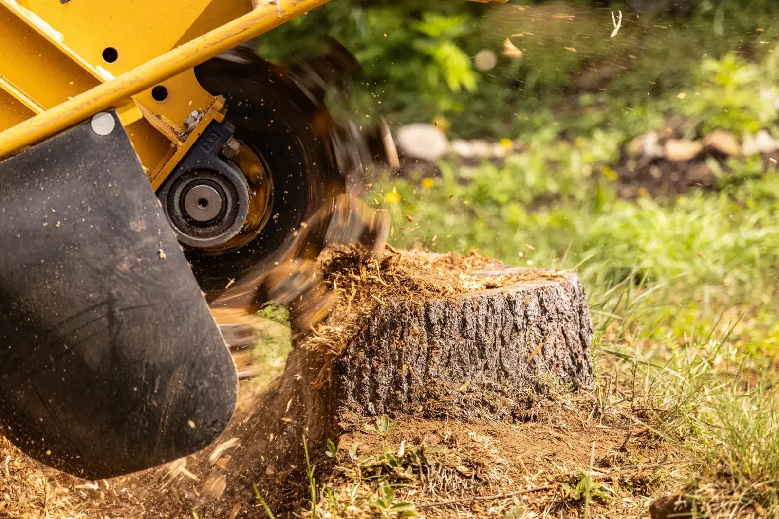 Stump grinder cutting wheel chewing into a tree stump at ground level, wood chips scattered around it