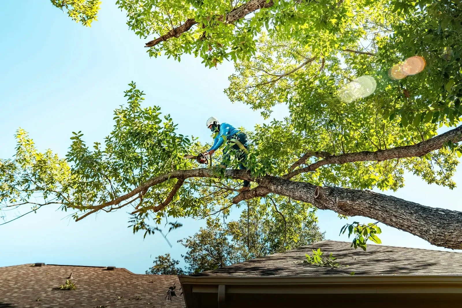 Tree worker in a harness and helmet working inside a leafy canopy, cutting a limb with a handsaw